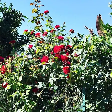 Bel Dans A La Campagne Proche D'ajaccio Apartment