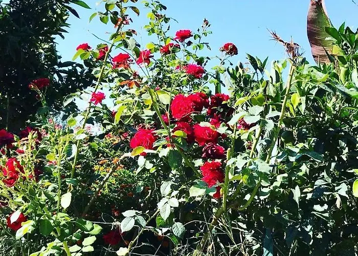 Bel Dans à La Campagne Proche D’ajaccio Apartamento